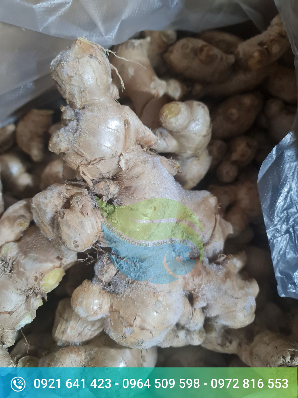 Gung-dong-lanh-xuat-khau-cua-Tan-Gia-Thanh