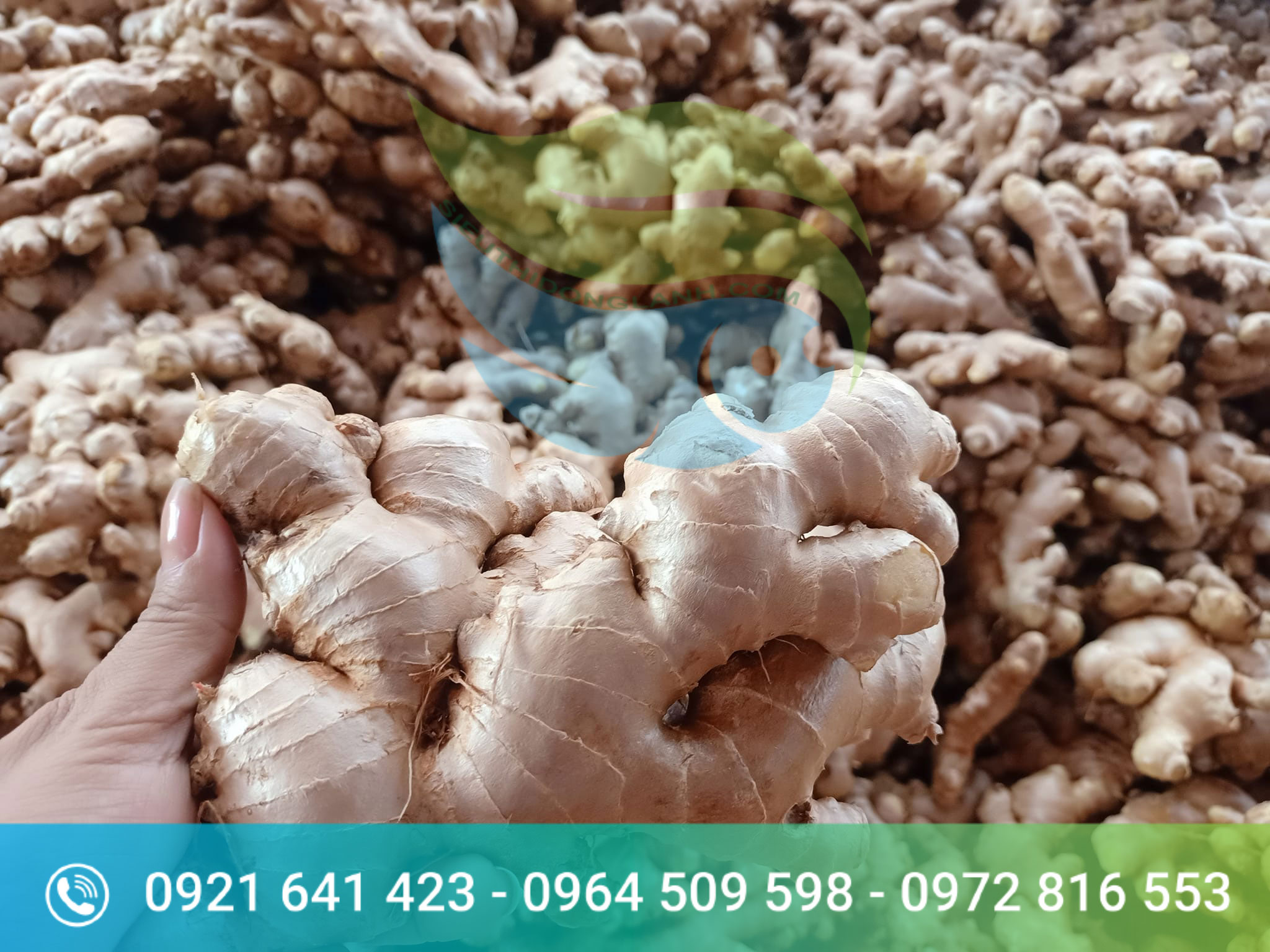 Tan-Gia-Thanh-fresh-ginger-for-export1