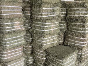 Cỏ khô Alfalfa dạng bánh nhập khẩu từ Mỹ
