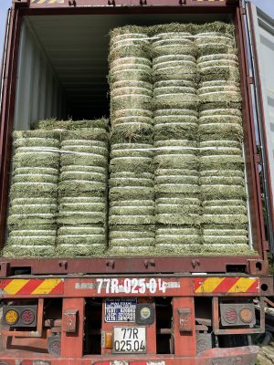 Công ty Tân Gia Thành nhập khẩu cỏ khô Alfalfa từ Mỹ