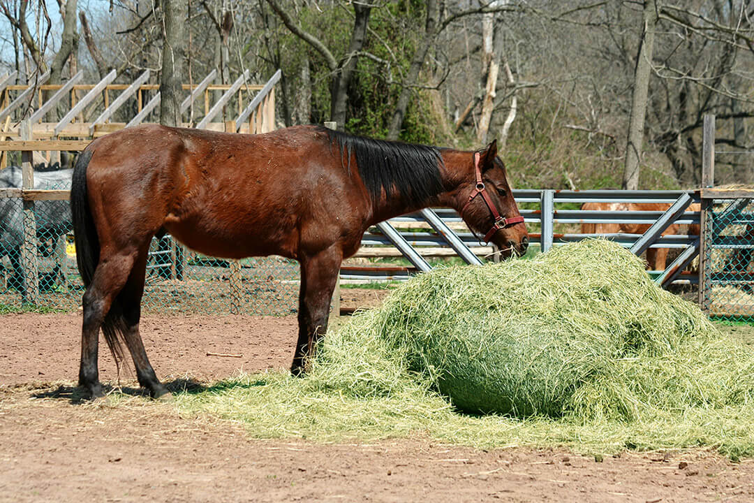Cỏ alfalfa giúp bổ sung hàm lượng đạm trong khẩu phần ăn cho vật nuôi